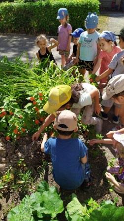 Летние опыты